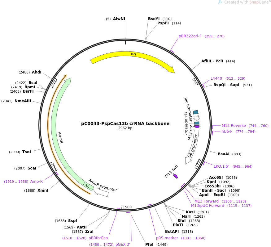 pC0043-PspCas13b crRNA backbone质粒图